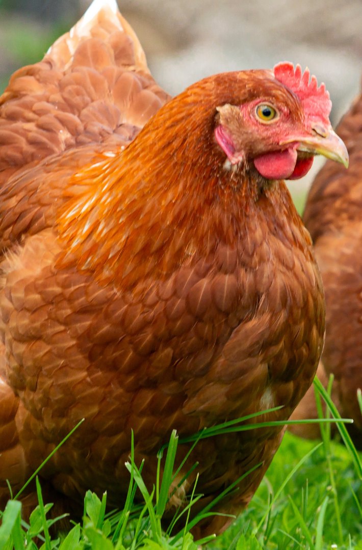 Braunes Huhn im Gras